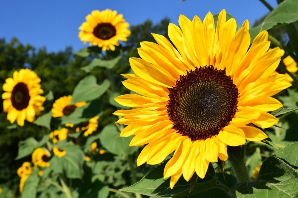 sunflower, yellow, flower