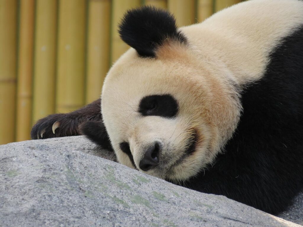 panda, giant panda, bear-1645495.jpg