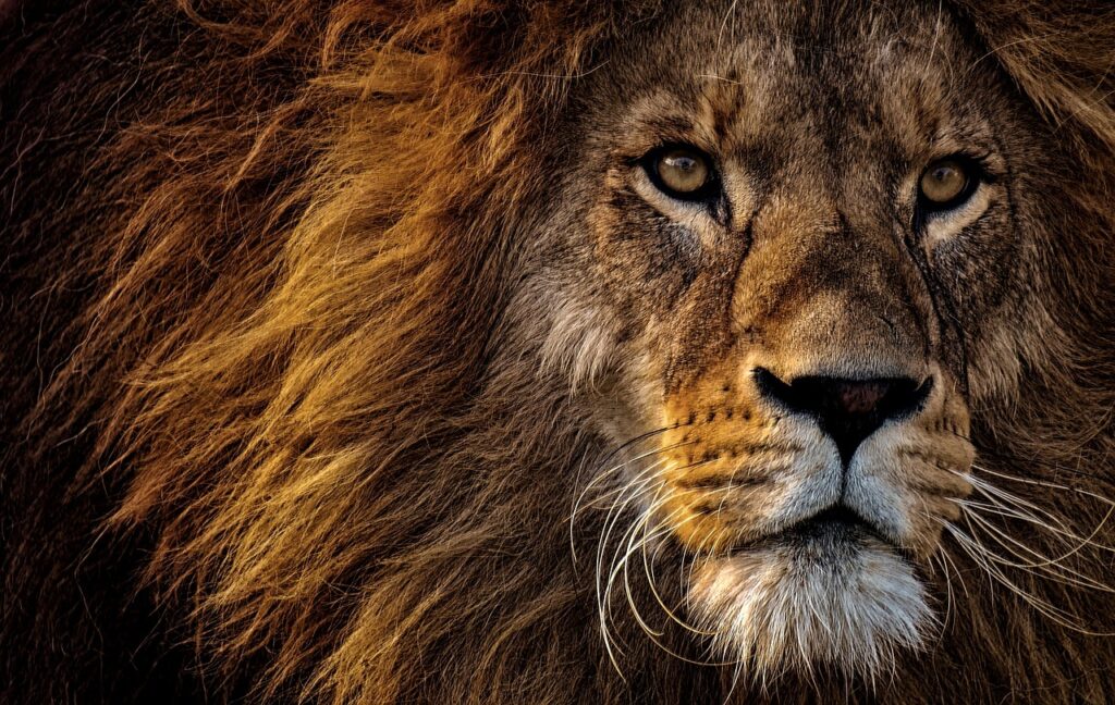 lion, animal, mammal-3576045.jpg